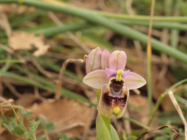 Orchidee dalla murgia Materana